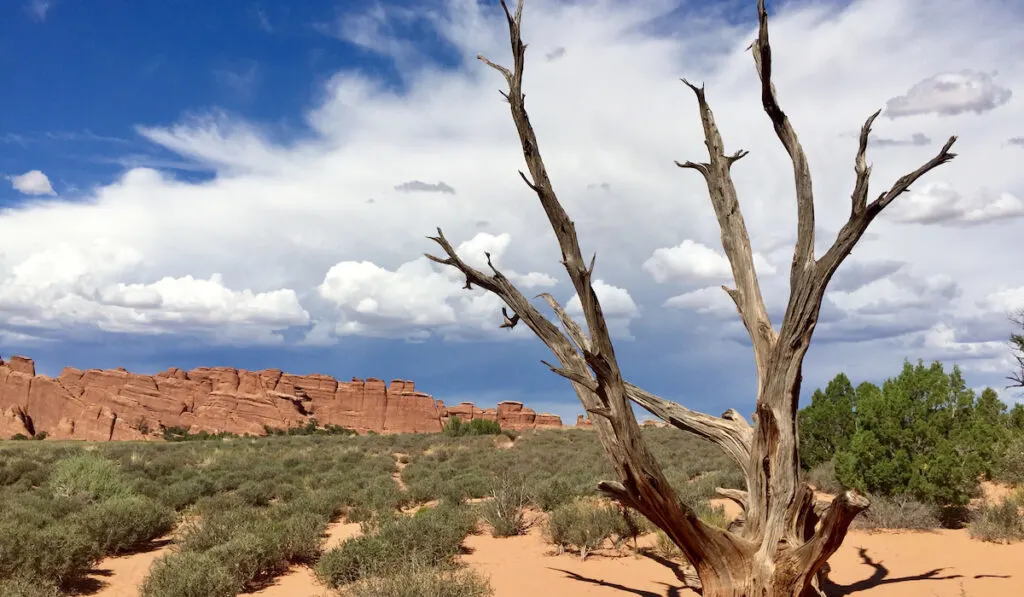 desert landscape with dead tree