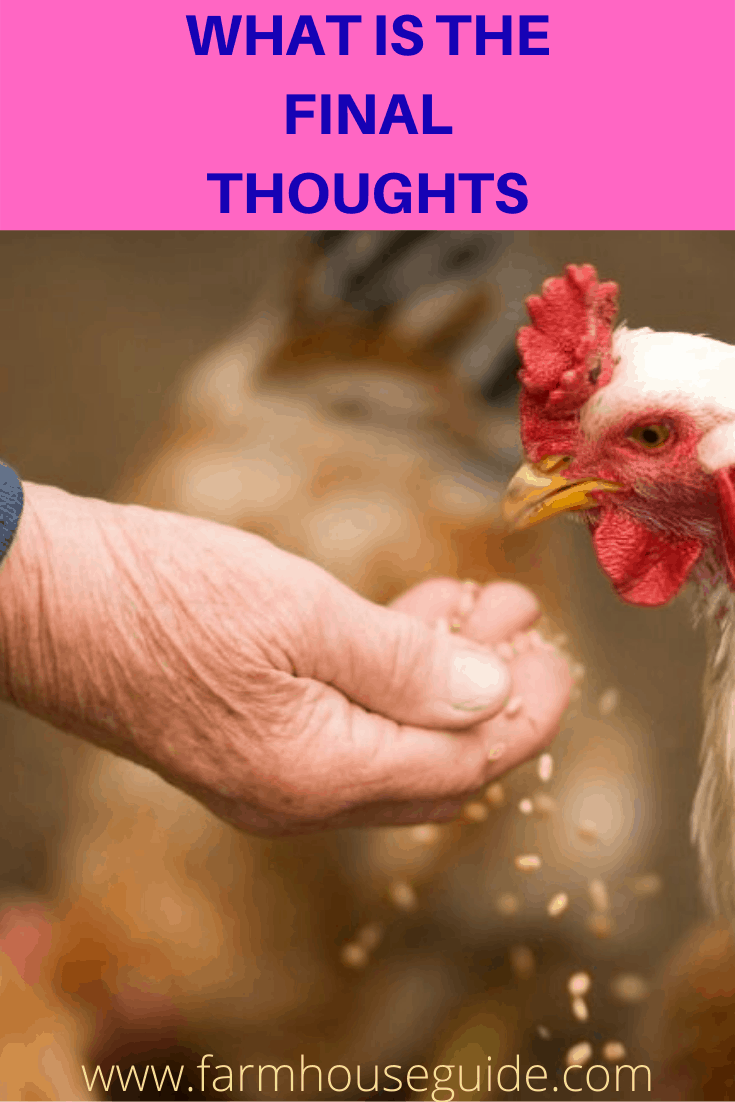 Are Chickens Carnivores, Omnivores or Herbivores? Farmhouse Guide