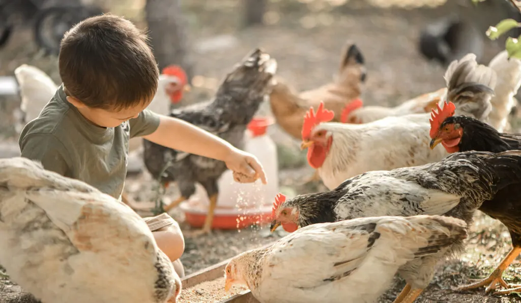 boy feeding chickens