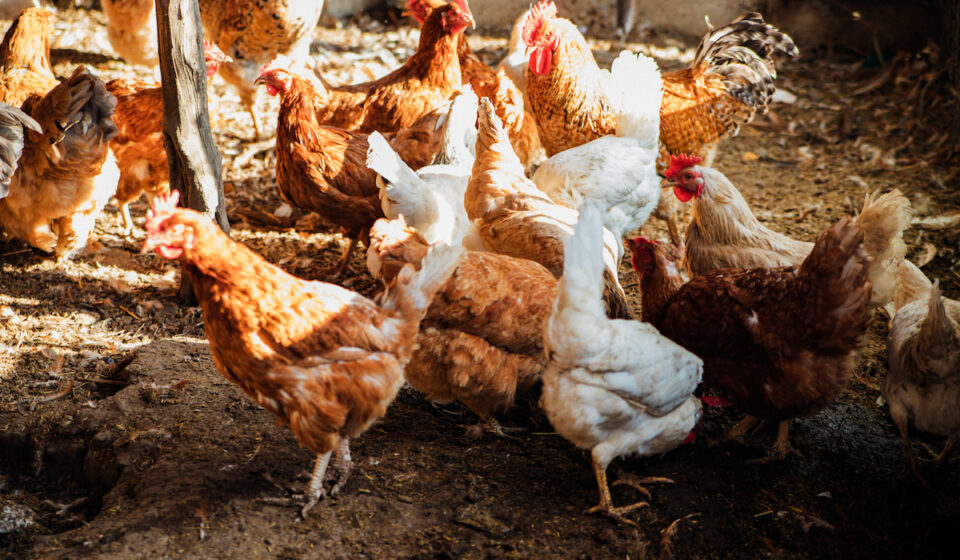 Are Chickens Warmblooded or Coldblooded? Farmhouse Guide