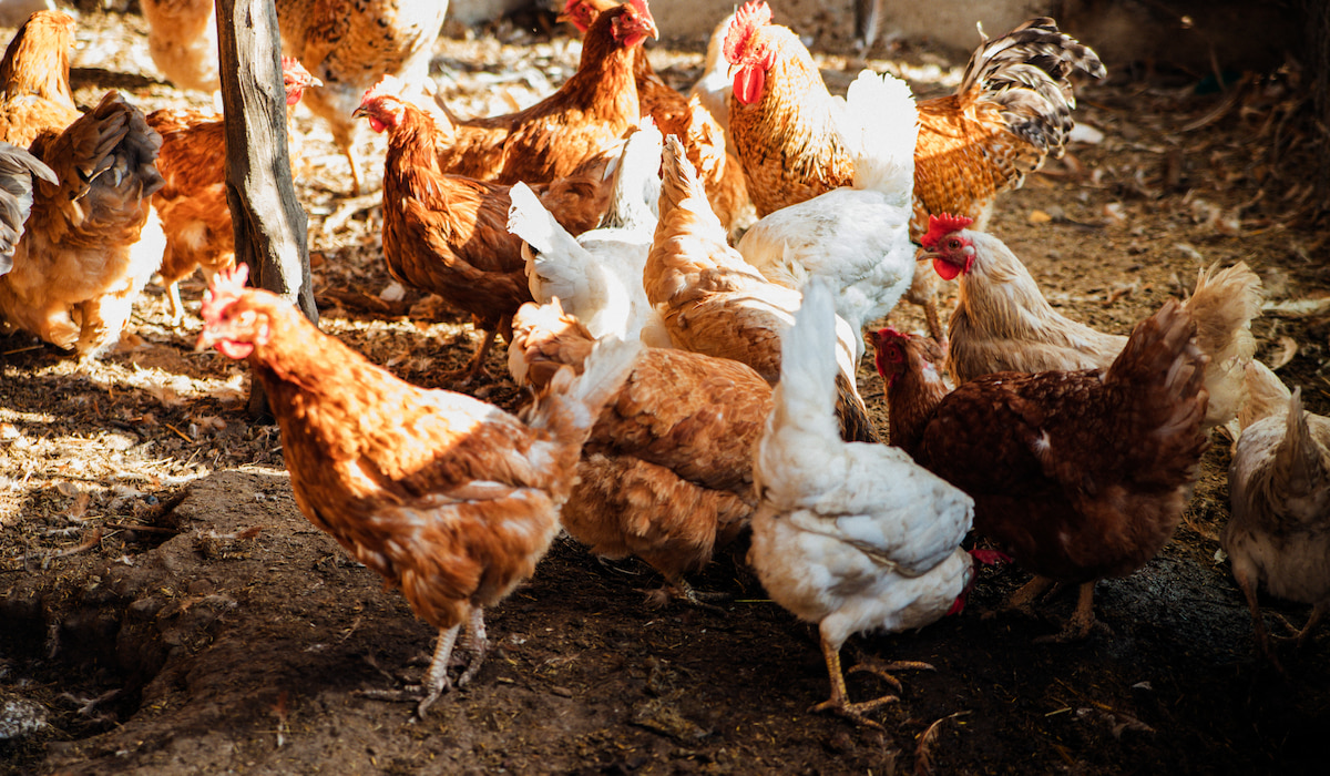 Are Chickens Warmblooded or Coldblooded? Farmhouse Guide