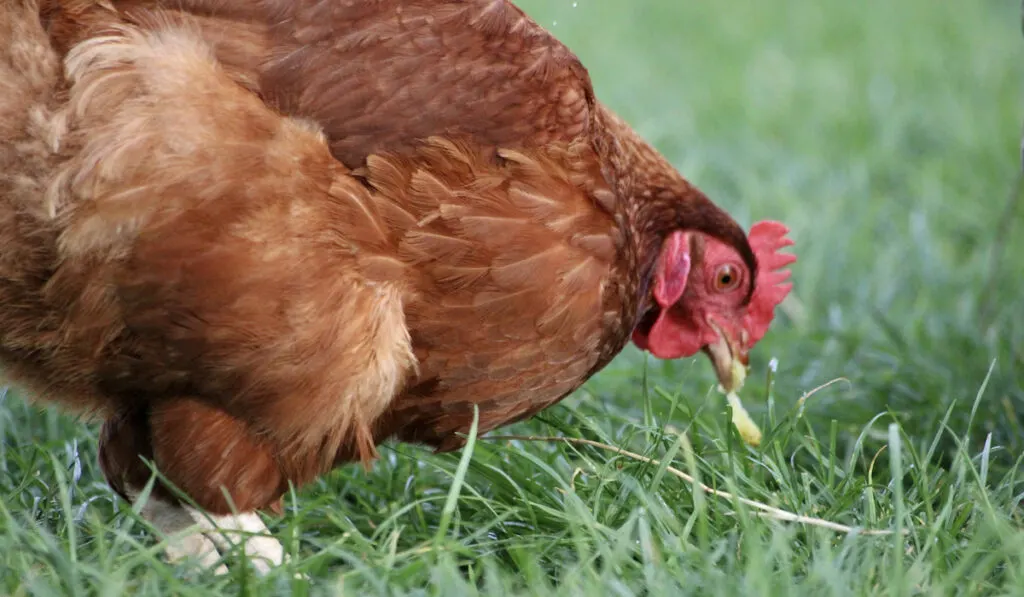 chicken eating a worm