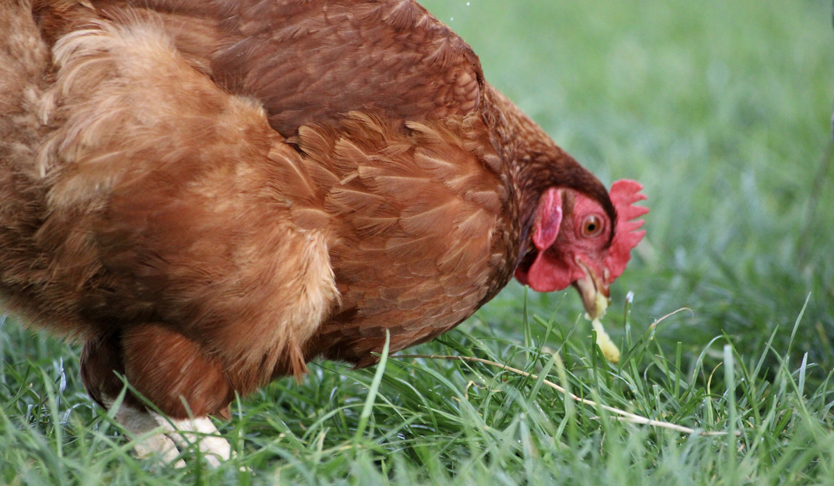 Are Chickens Carnivores, Omnivores or Herbivores? Farmhouse Guide