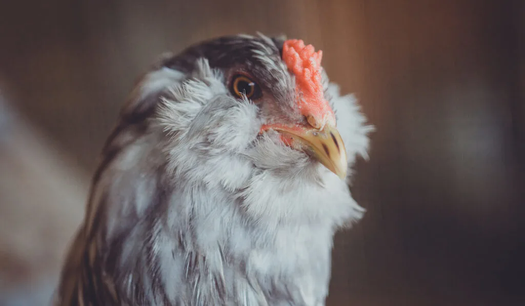 easter egger chicken