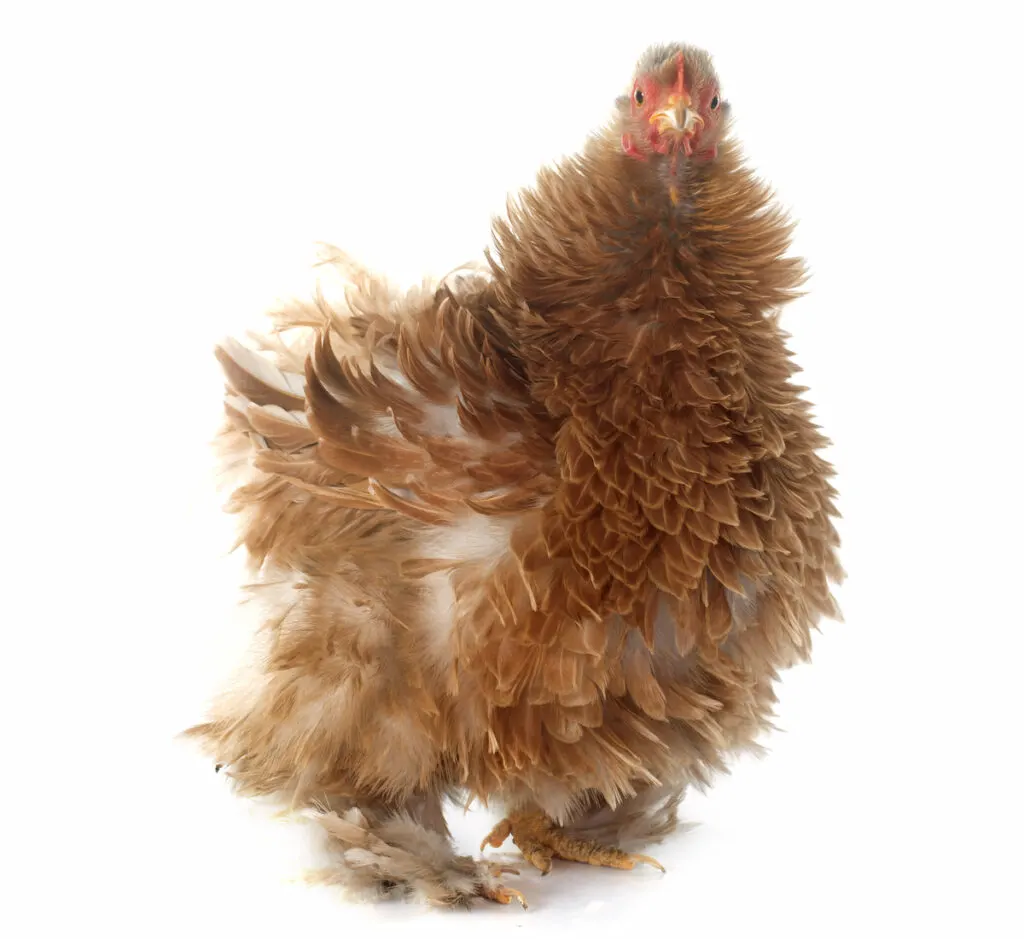 frizzle chicken breed