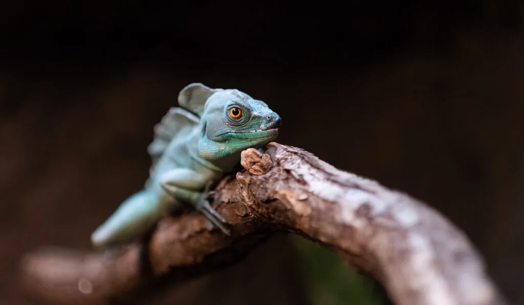 lizard on branch