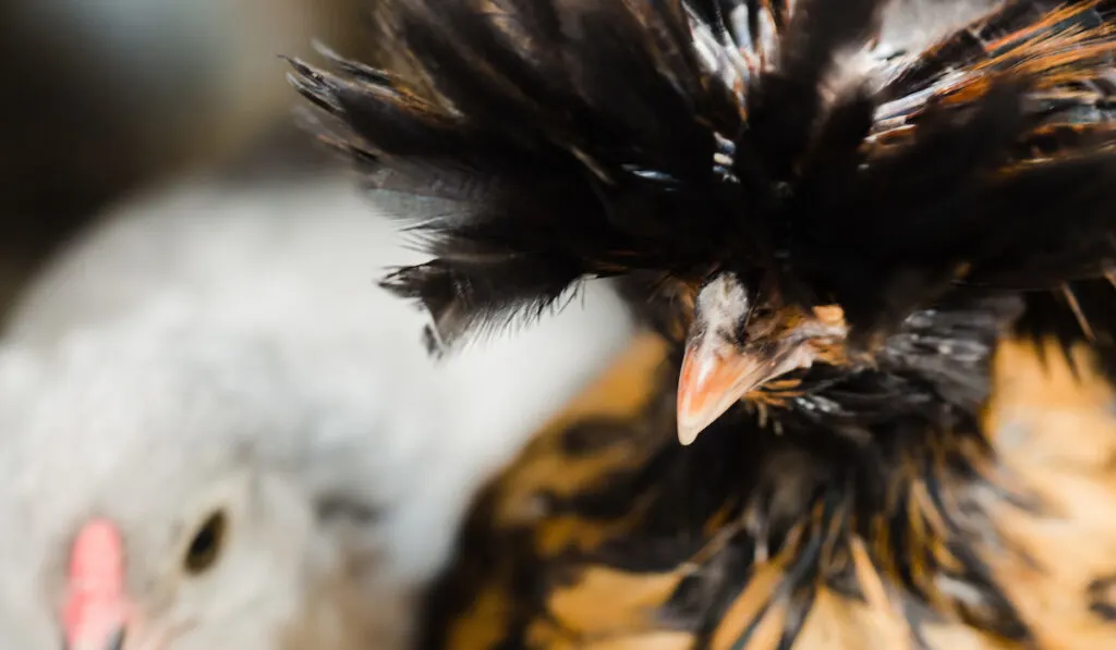 polish chicken close up