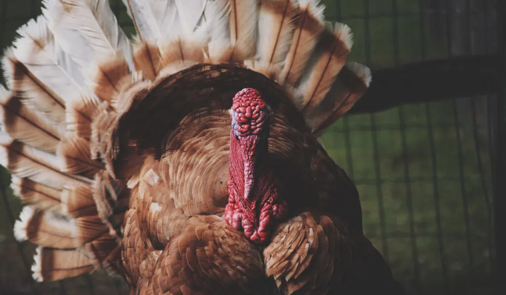 thanksgiving turkey dark
