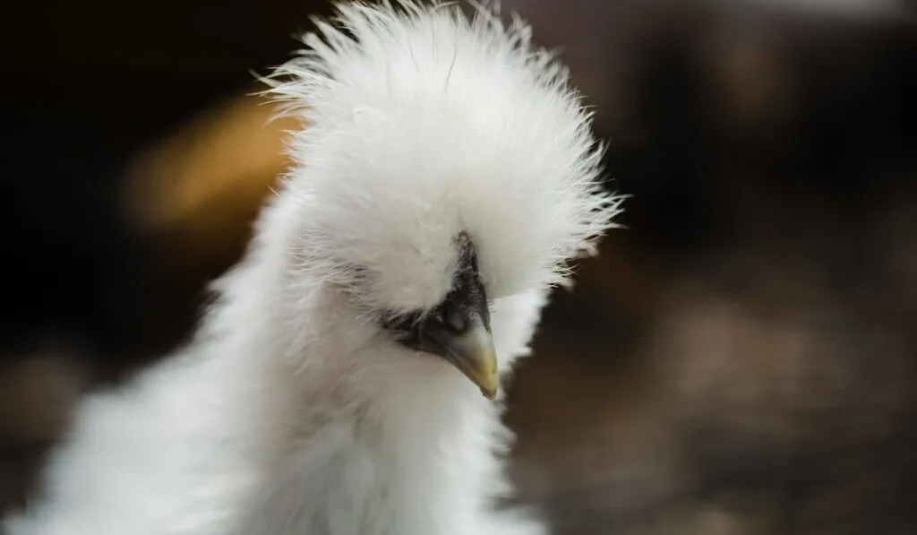 white silkie chicken