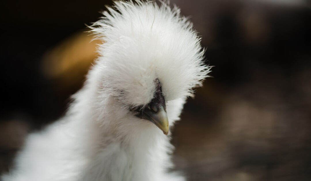 15 Breeds of Chicken with Crazy Hair - Farmhouse Guide