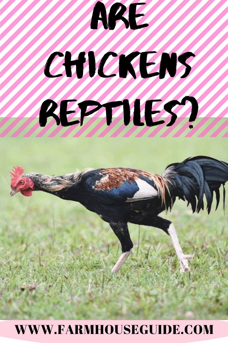 Chickens Are Not Dinosaurs or Reptiles Science Tells Us If They Are