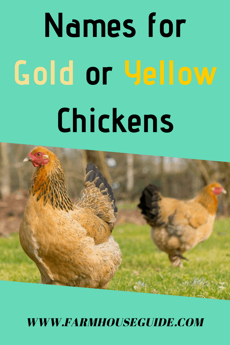 300+ Girl Chicken Names Cute Ideas for Naming Your Hens Farmhouse Guide