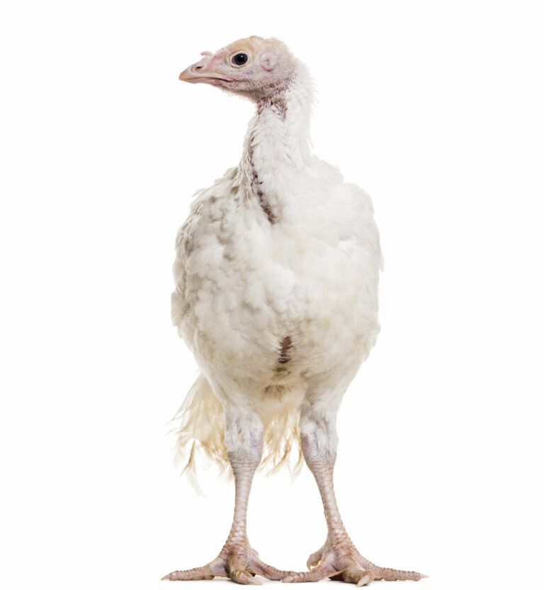 What To Feed A Turkey Chicks through Adults 60+ Foods They Can Eat