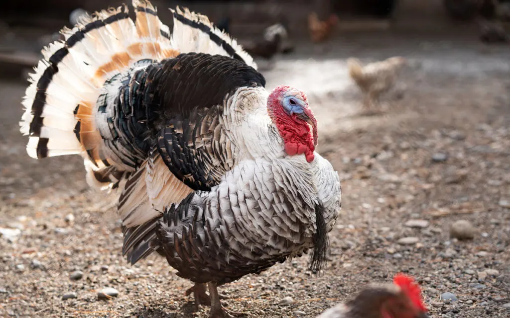 black and white turkey