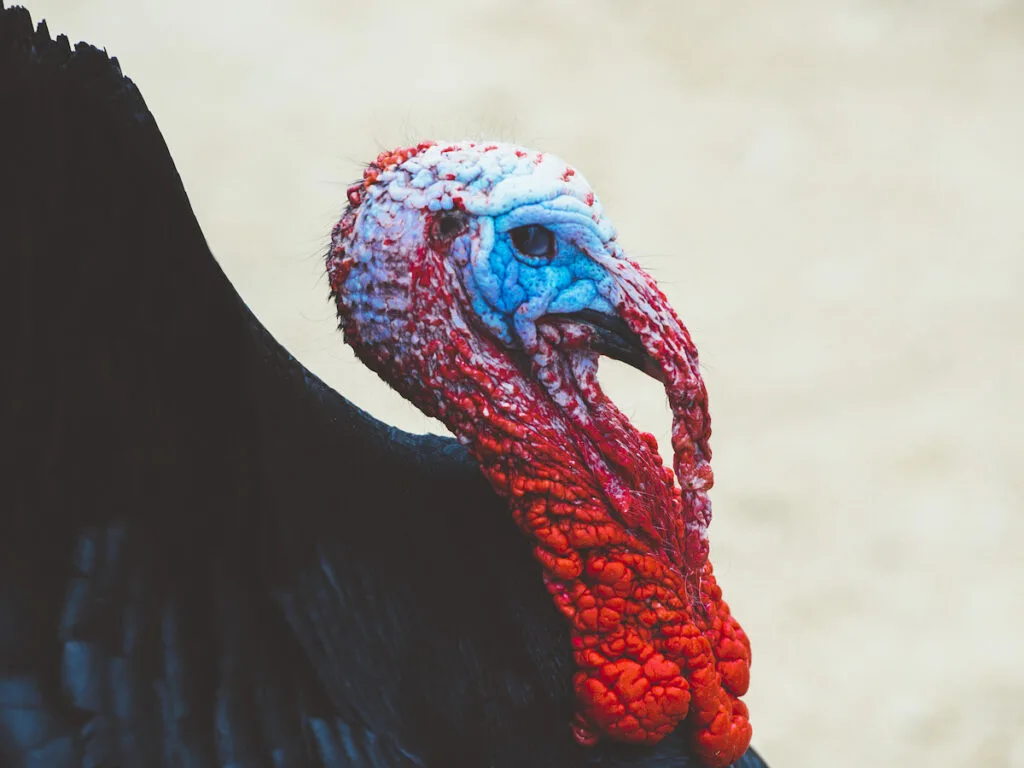 black turkey