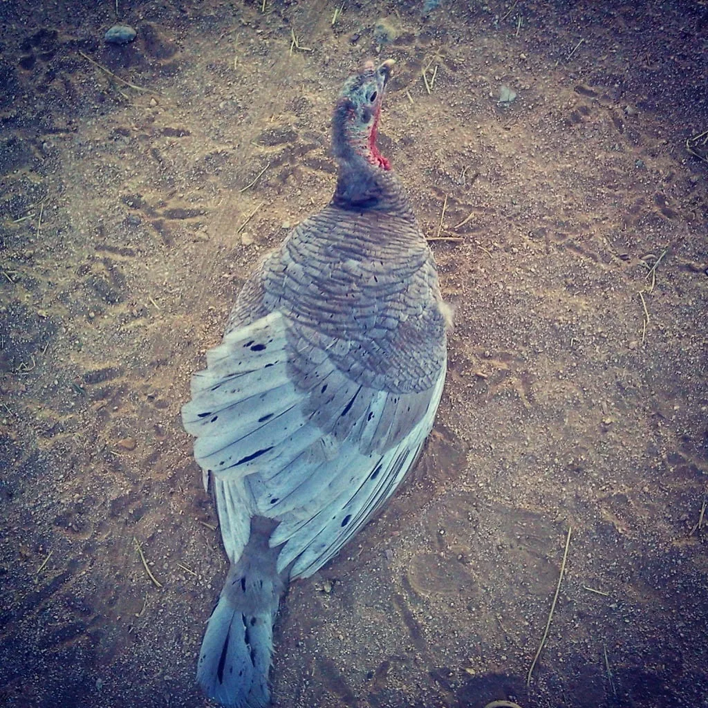 blue slate hen turkey on the ground