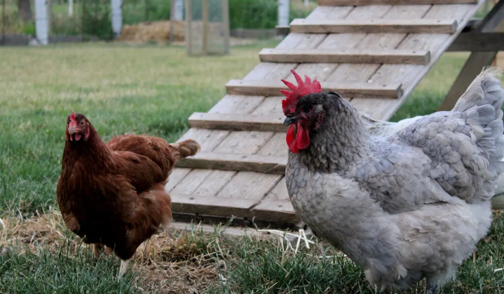 bluish chicken on the right