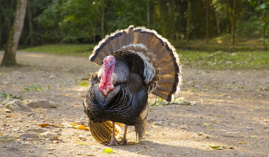 bronze turkey