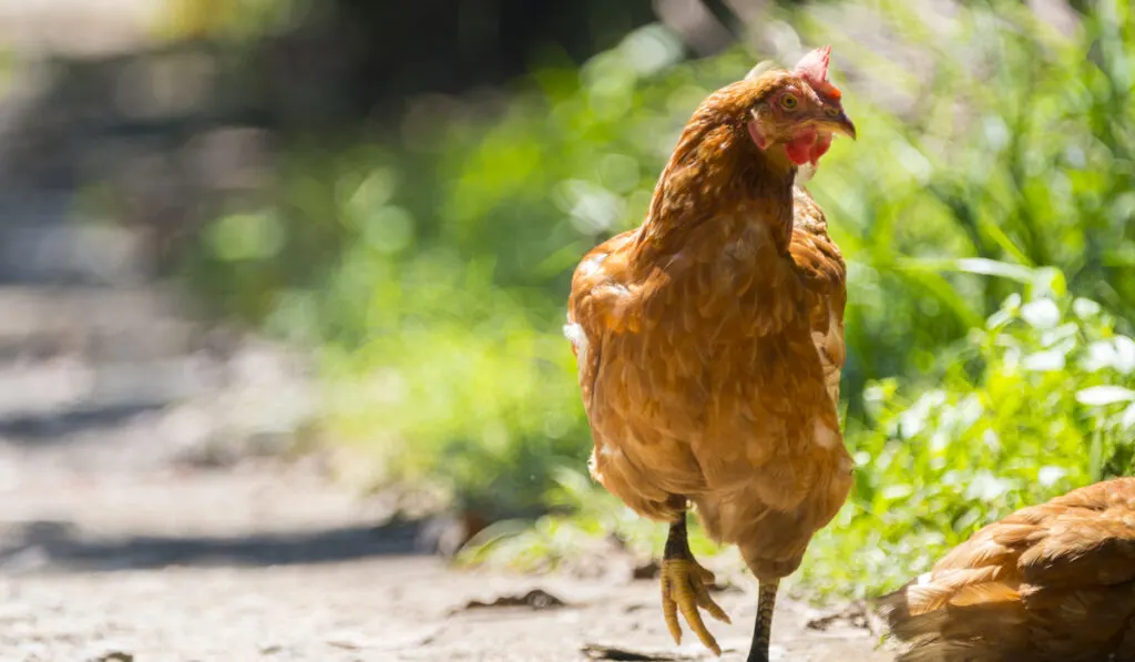 brown hen on road