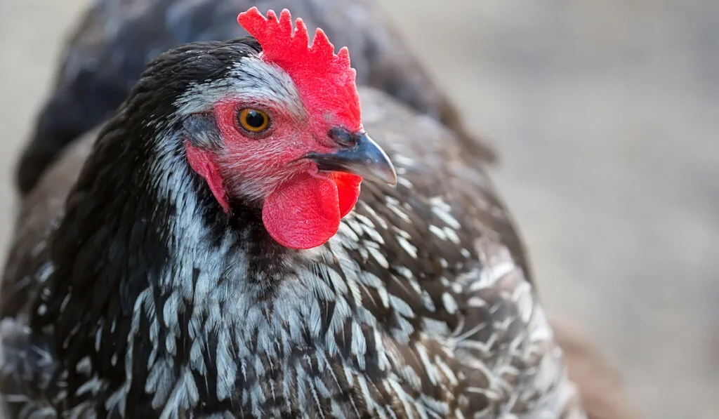 chicken looking at something