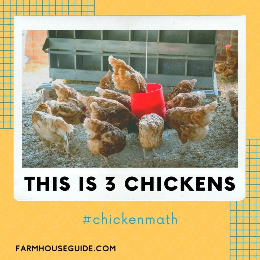 Chicken Math Explained - Pinterest Pin