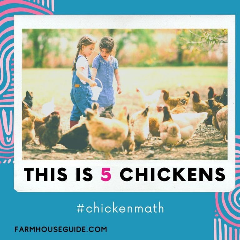 chicken math test