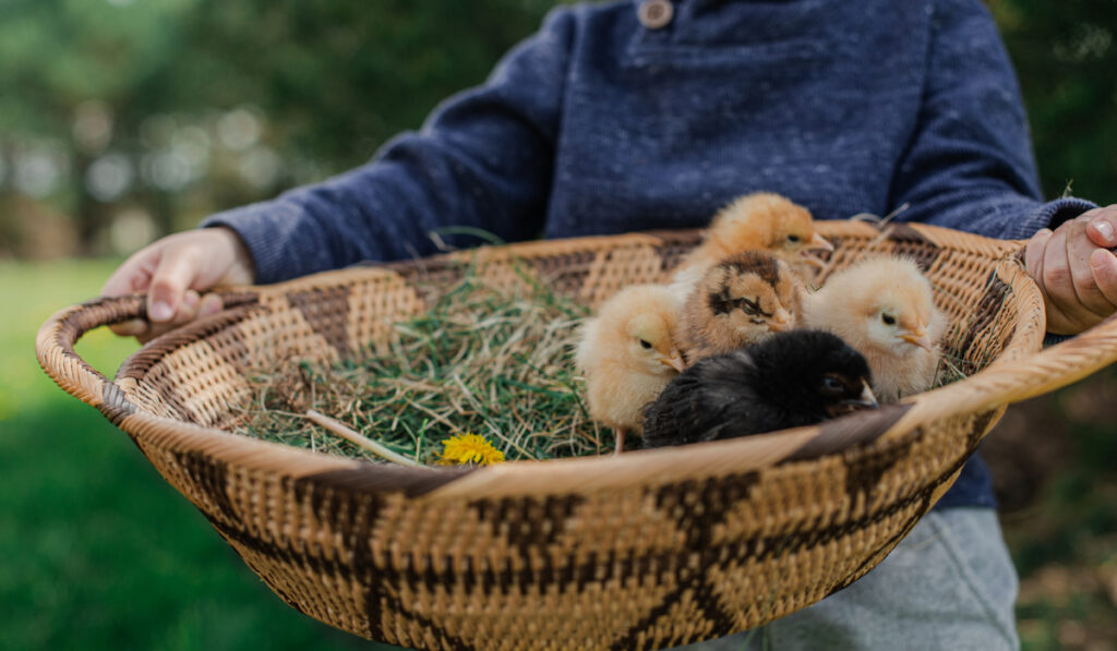 child holding basket of chicks