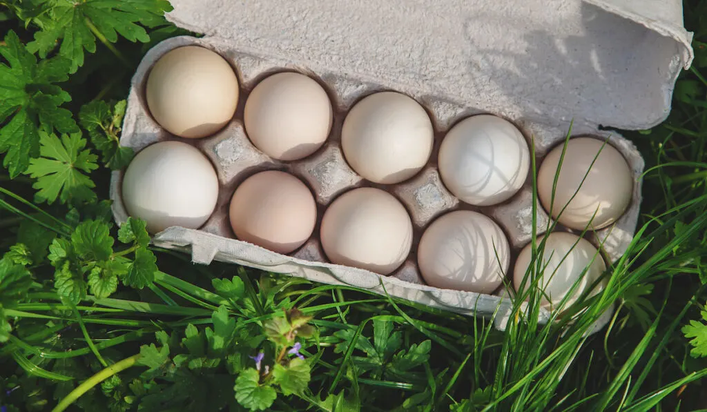 eggs in container