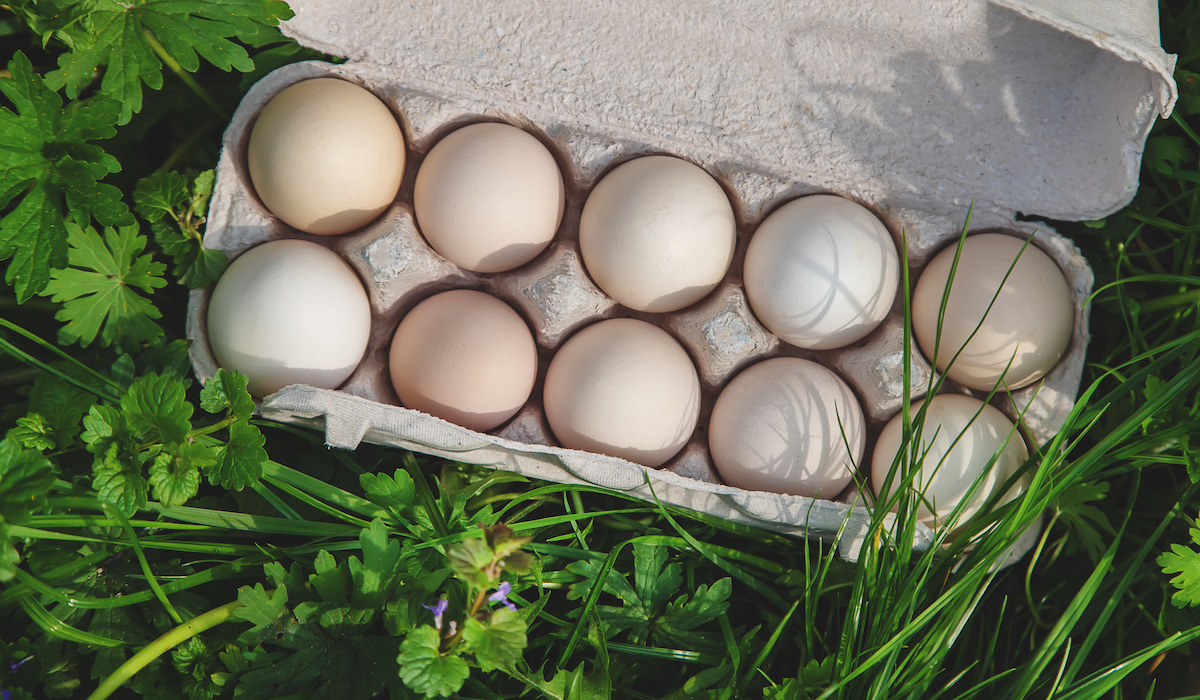 What to Name Your Egg Farm 37+ Ideas to Get You Started Farmhouse Guide