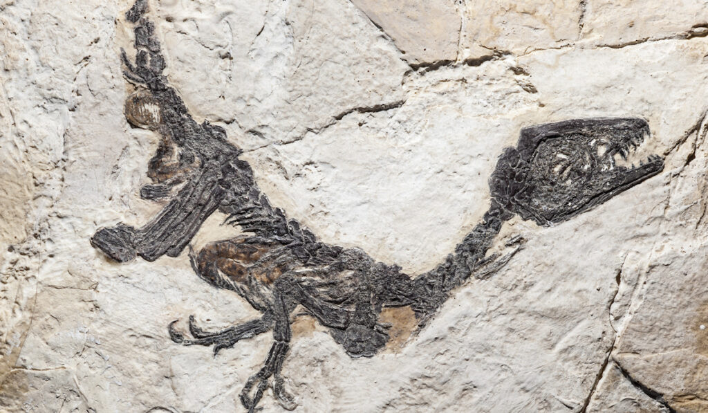 fossil of scipionyx samniticus