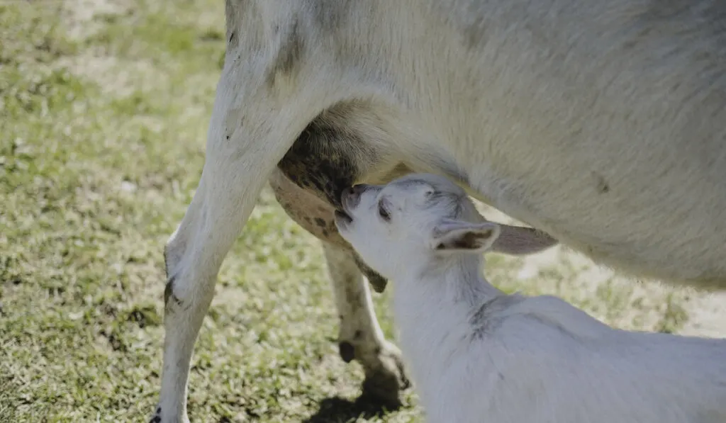 goat kid feeding