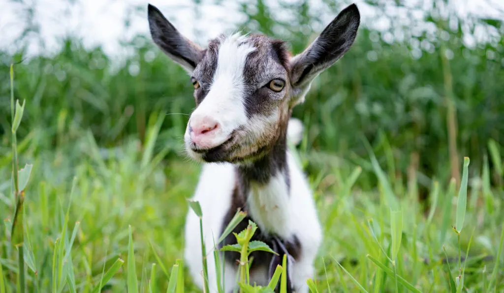 goat on leash