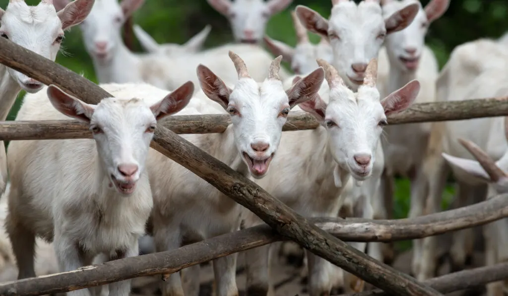 goats on farm looking at camera