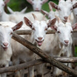 How Long Can Goats Be Left Alone - 9 Things to Consider