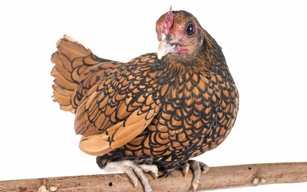 golden sebright chicken