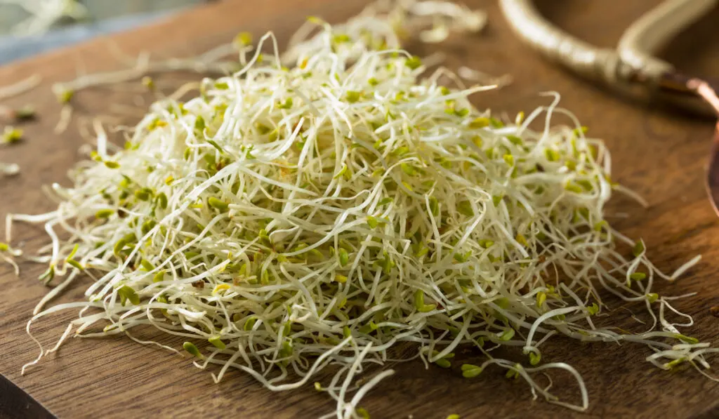 organic alfalfa sprouts