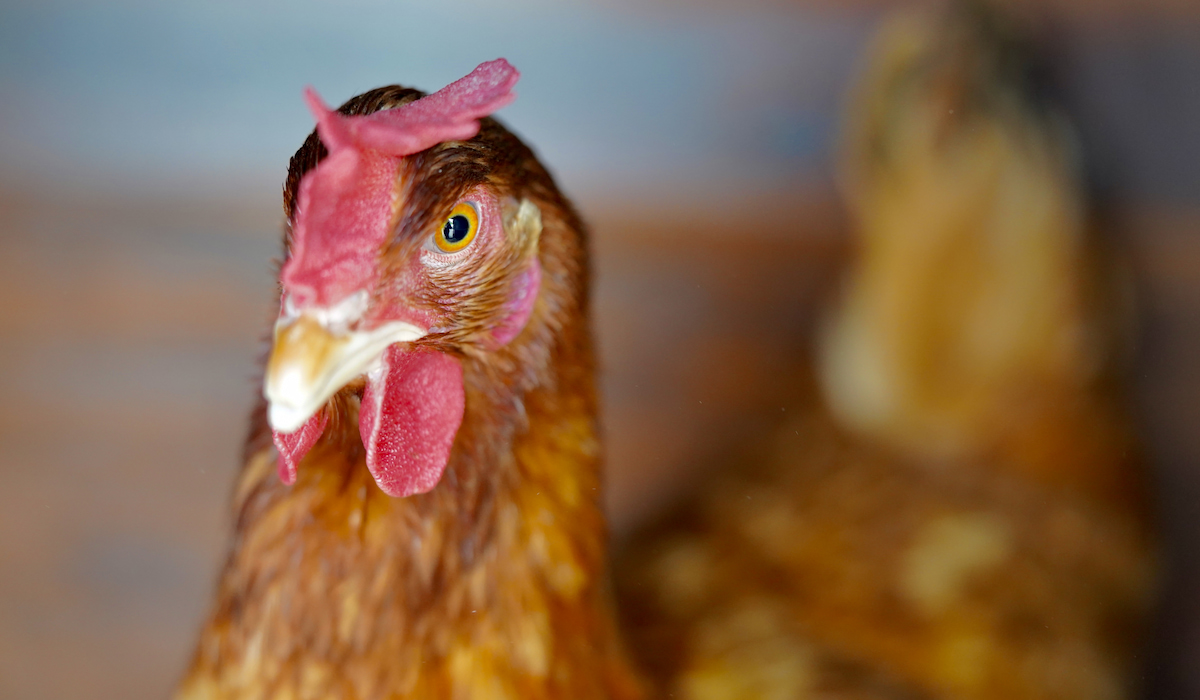 Chickens Are Not Dinosaurs or Reptiles Science Tells Us If They Are Related Farmhouse Guide