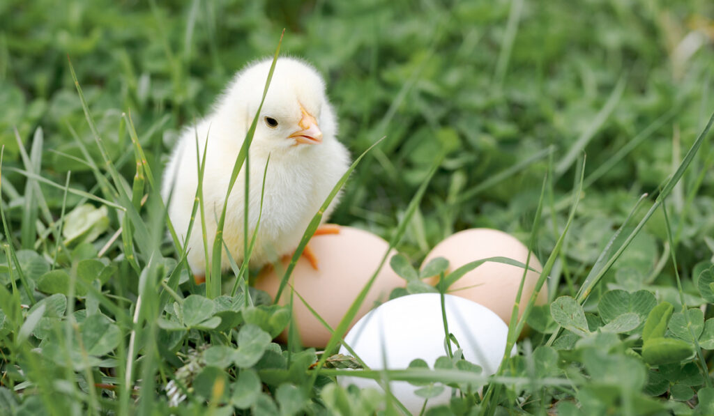 tiny newborn chick on top of egg