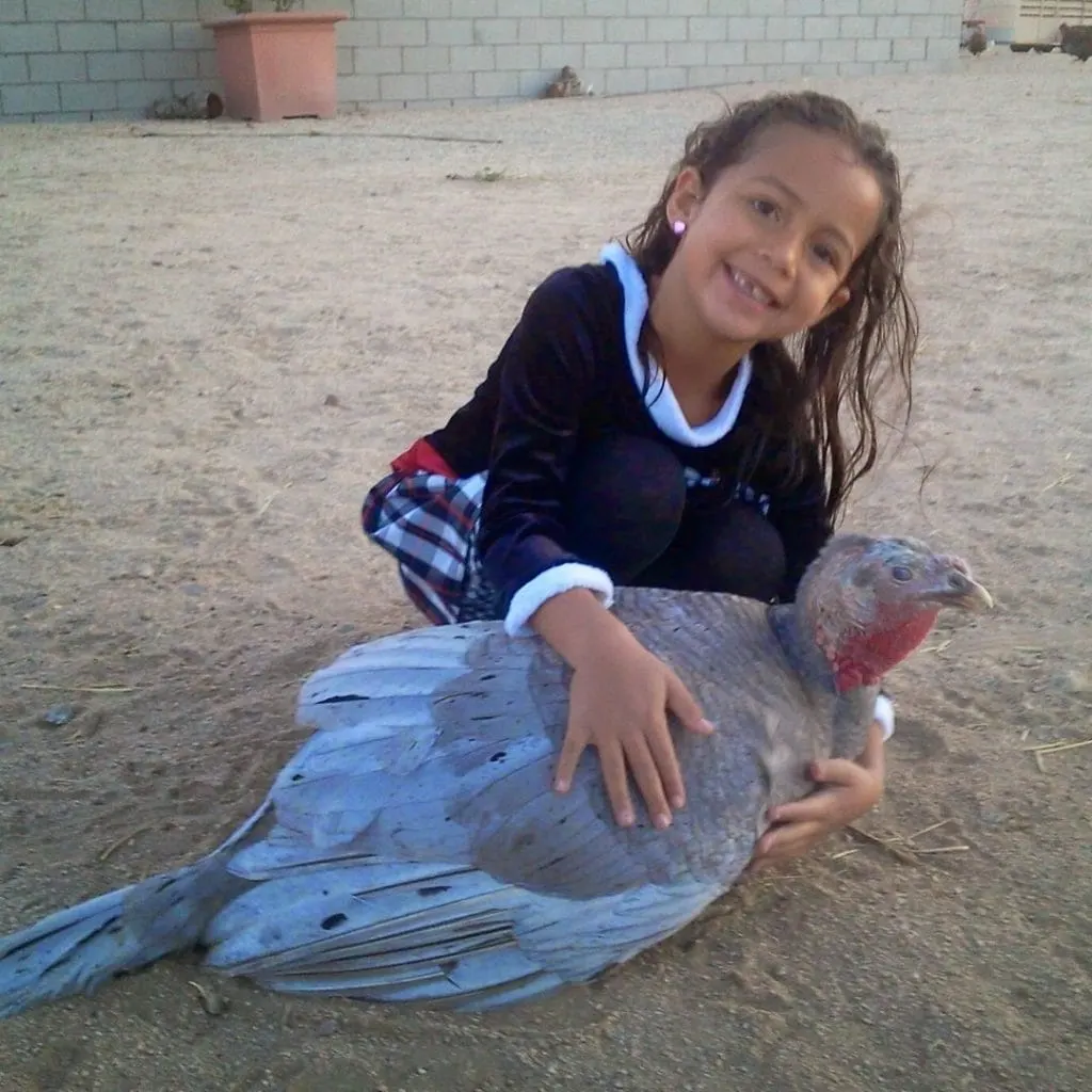 happy little girl holding a turkey 