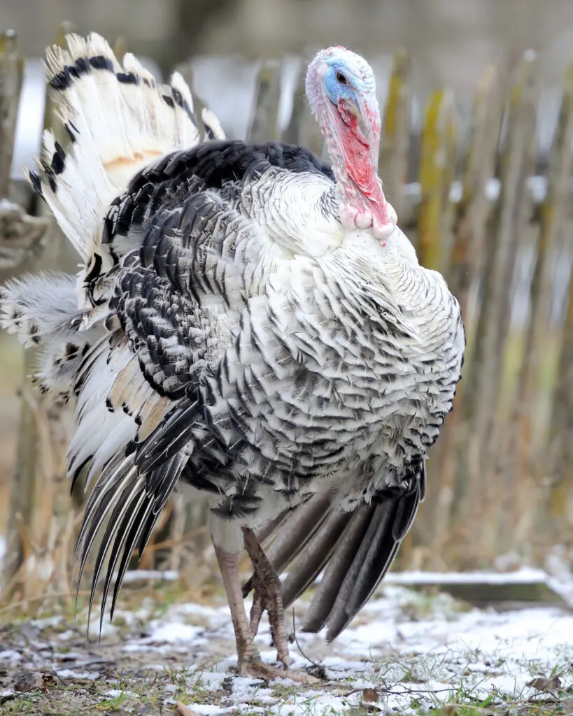 Turkeys in Winter - What They Eat and Where They Live - Farmhouse Guide