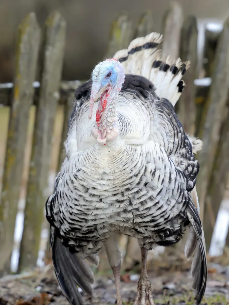 turkey snow standing