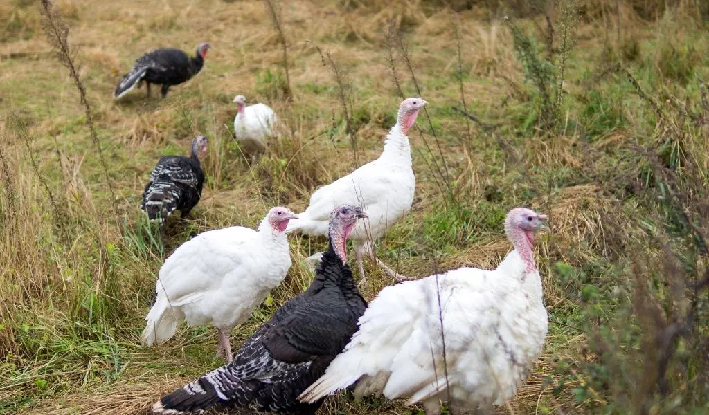 What To Feed A Turkey Chicks Through Adults 60 Foods They Can Eat Farmhouse Guide