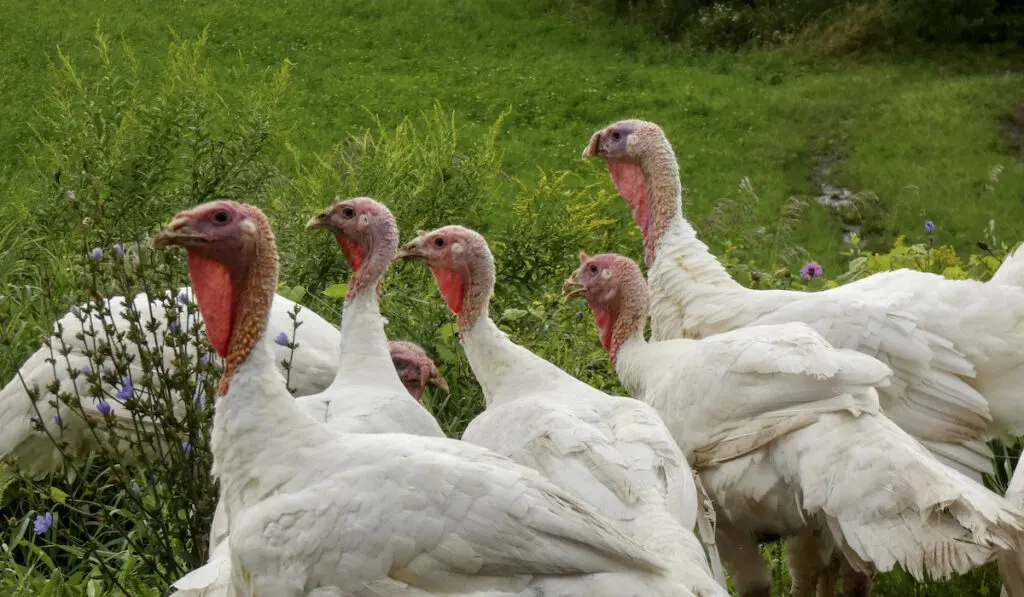 white turkey 