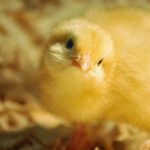 9 Treats Your Baby Chicks Will Love