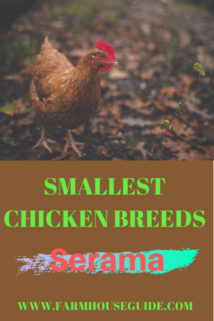 How Much Do Chickens Weigh? Weight Chart by Breed Farmhouse Guide