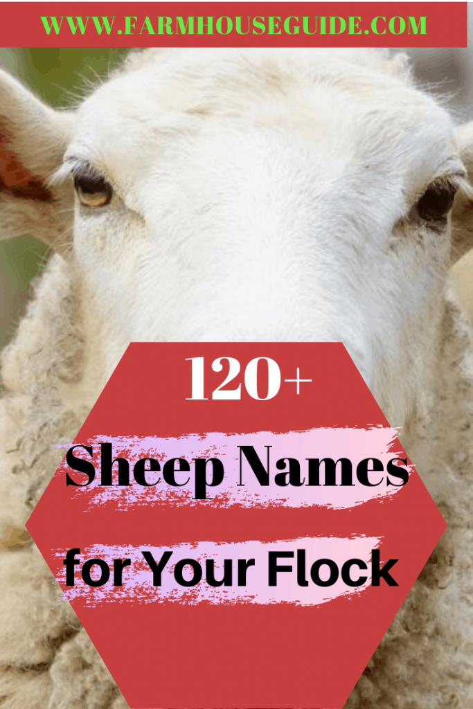 120+ Sheep Names for Your Flock | Farmhouse Guide