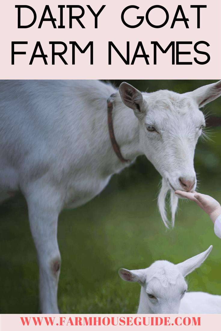 27 Goat Farm Name Ideas Farmhouse Guide