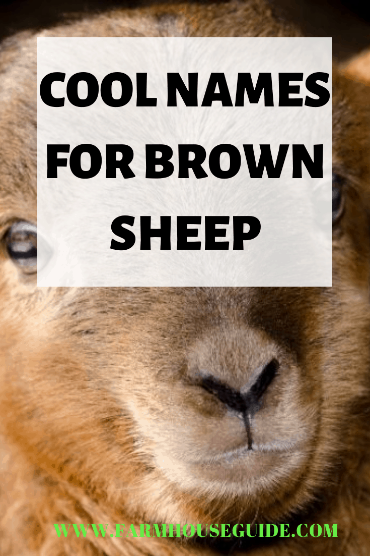 120+ Sheep Names for Your Flock Farmhouse Guide