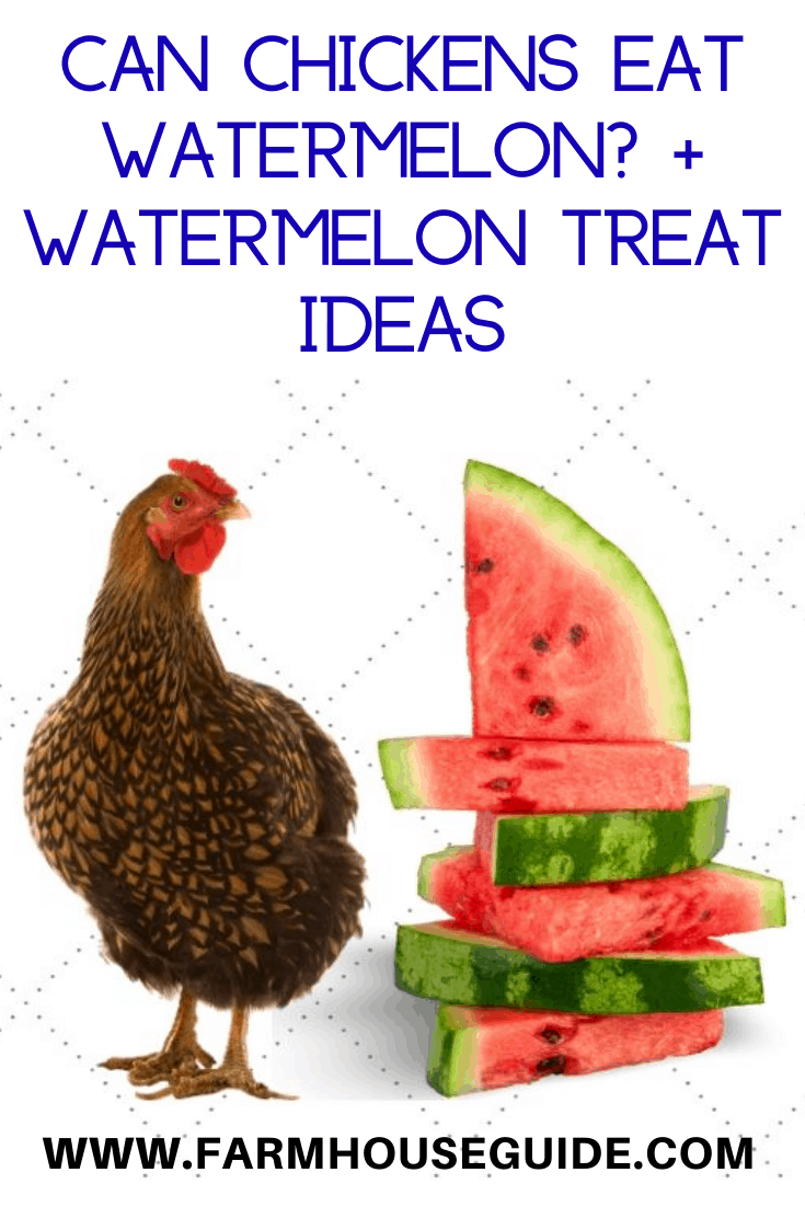 Can Chickens Eat Watermelon? + Watermelon Treat Ideas Farmhouse Guide