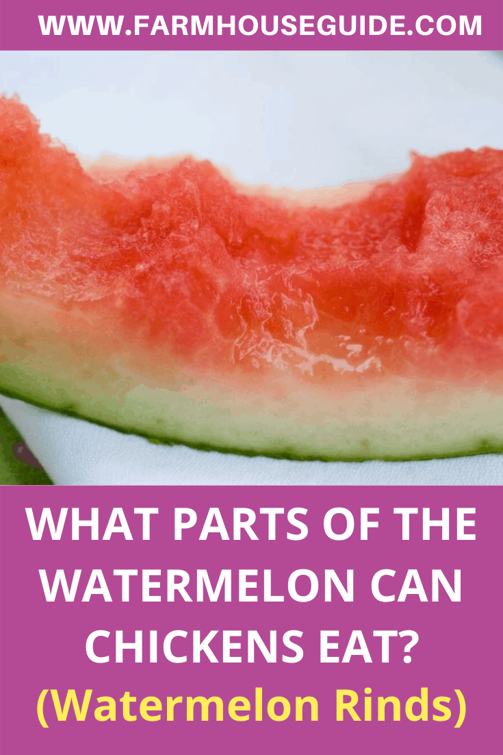 Can Chickens Eat Watermelon? + Watermelon Treat Ideas Farmhouse Guide